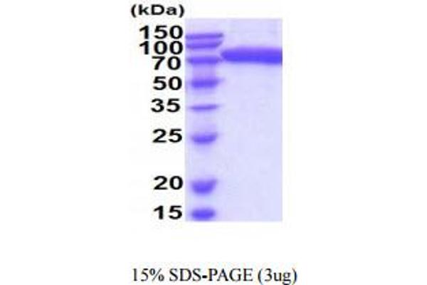 SIGLEC9 Protein (AA 18-348) (hIgG-His-tag)