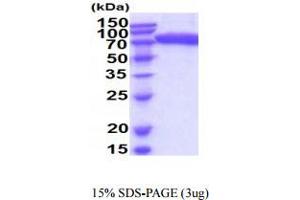 SDS-PAGE (SDS) image for Sialic Acid Binding Ig-Like Lectin 9 (SIGLEC9) (AA 18-348) protein (hIgG-His-tag) (ABIN5854936)