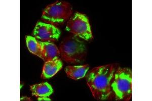 Immunofluorescence (IF) image for anti-Solute Carrier Family 2 (Facilitated Glucose Transporter), Member 4 (SLC2A4) (AA 224-353) antibody (ABIN1724743)