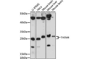 Western blot analysis of extracts of various cell lines, using THEM4 antibody (ABIN7270796) at 1000 dilution. (THEM4 Antikörper  (AA 37-150))
