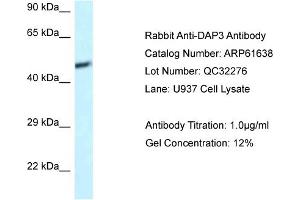 Western Blotting (WB) image for anti-Death-Associated Protein 3 (DAP3) (C-Term) antibody (ABIN2788859)