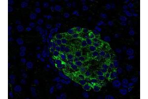 Indirect immunostaining of paraffin embedded mouse pancreas section (dilution 1 : 500; green). (VAMP1, 2, 3 (AA 1-81) Antikörper)