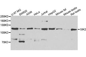 Western blot analysis of extracts of various cell lines, using SIK2 antibody. (SIK2 Antikörper  (AA 827-926))