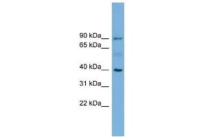 WB Suggested Anti-HFE Antibody Titration:  0. (HFE Antikörper  (N-Term))