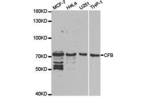 Western Blotting (WB) image for anti-Complement Factor B (CFB) antibody (ABIN1871801) (Complement Factor B Antikörper)