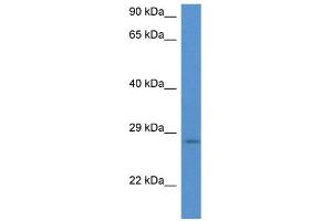 WB Suggested Anti-EIF6 AntibodyTitration: 1. (EIF6 Antikörper  (N-Term))