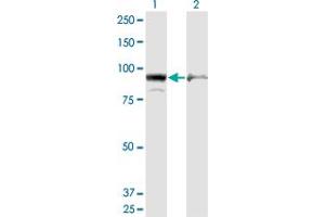 Western Blot analysis of AMPD2 expression in transfected 293T cell line by AMPD2 monoclonal antibody (M09A), clone 6A8. (AMPD2 Antikörper  (AA 86-185))