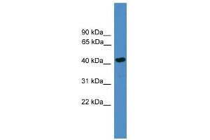 WB Suggested Anti-SERPINB13 Antibody Titration: 0. (SERPINB13 Antikörper  (Middle Region))