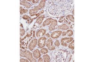 Immunohistochemical analysis of A on paraffin-embedded Human kidney tissue. (FBXL5 Antikörper  (N-Term))