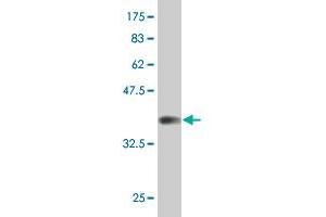 Western Blot detection against Immunogen (37. (KLF11 Antikörper  (AA 404-512))