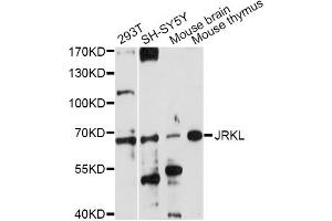 Western blot analysis of extracts of various cell lines, using JRKL antibody (ABIN6293098) at 1:1000 dilution. (JRKL Antikörper)