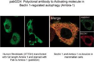 Image no. 1 for anti-Autophagy/beclin-1 Regulator 1 (AMBRA1) (N-Term) antibody (ABIN347117) (AMBRA1 Antikörper  (N-Term))