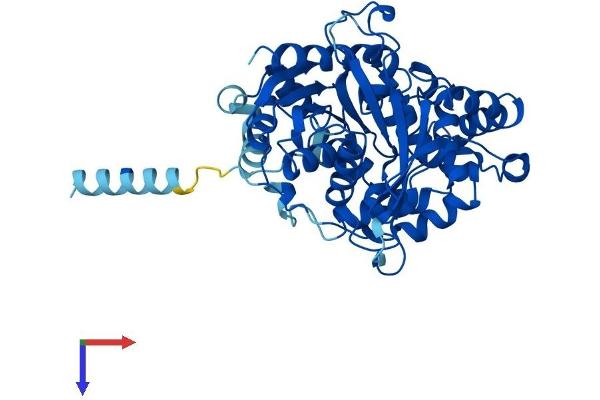EPHX1 Protein (AA 1-455) (His tag)