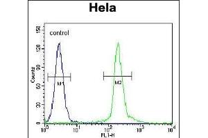 UNK Antibody (N-term) (ABIN655034 and ABIN2844666) flow cytometric analysis of Hela cells (right histogram) compared to a negative control cell (left histogram). (UNK Antikörper  (N-Term))
