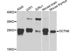 Western blot analysis of extracts of various cell lines, using DCTN6 antibody (ABIN5974662) at 1/1000 dilution. (DCTN6 Antikörper)