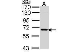 WB Image Sample (30 ug of whole cell lysate) A: Hela 7. (MINPP1 Antikörper)