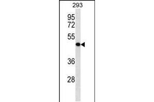 Western blot analysis in 293 cell line lysates (35ug/lane). (KLRG2 Antikörper  (N-Term))