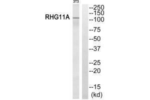 Western blot analysis of extracts from NIH/3T3 cells, using RHG11A antibody. (ARHGAP11A Antikörper)