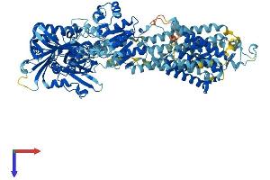 ATP2A2 Protein (AA 1-1042) (His tag)