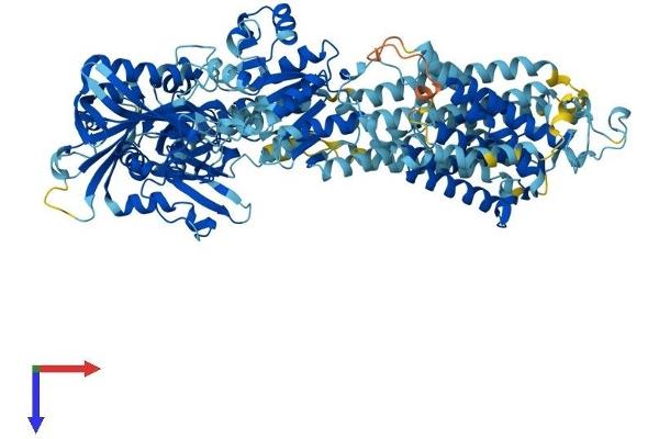 ATP2A2 Protein (AA 1-1042) (His tag)