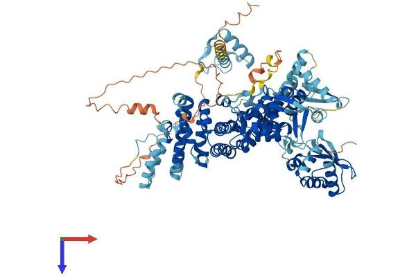 ube3a Protein (AA 1-875) (His tag)
