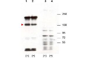 Image no. 1 for anti-Signal-Induced Proliferation-Associated 1 (SIPA1) (N-Term) antibody (ABIN401404) (SIPA1 Antikörper  (N-Term))