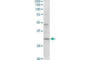 HLA-DMA MaxPab rabbit polyclonal antibody. (HLA-DMA Antikörper  (AA 1-261))