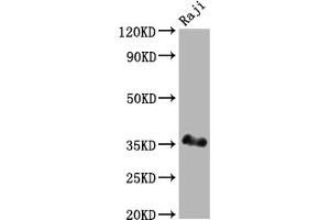 Western Blot Positive WB detected in: Raji whole cell lysate All lanes: BOB1 antibody at 1:2000 Secondary Goat polyclonal to rabbit IgG at 1/50000 dilution Predicted band size: 28 kDa Observed band size: 35 kDa (Rekombinanter POU2AF1 Antikörper)