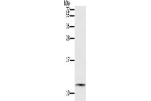 Gel: 12 % SDS-PAGE, Lysate: 40 μg, Lane: Mouse small intestines tissue, Primary antibody: ABIN7192088(PYY Antibody) at dilution 1/200, Secondary antibody: Goat anti rabbit IgG at 1/8000 dilution, Exposure time: 5 minutes (Peptide YY Antikörper)