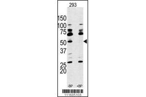 Western Blot in 293 cell line lysate. (RPS6KB1 Antikörper  (AA 277-306))
