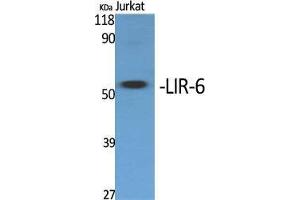 Western Blot (WB) analysis of specific cells using LIR-6 Polyclonal Antibody. (LILRA1 Antikörper  (Internal Region))