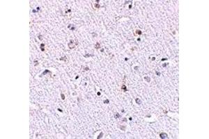 Immunohistochemistry (IHC) image for anti-Nanos Homolog 1 (NANOS1) (N-Term) antibody (ABIN1031474) (Nanos Homolog 1 Antikörper  (N-Term))