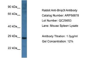 Western Blotting (WB) image for anti-BCL2/adenovirus E1B 19kDa Interacting Protein 3-Like (BNIP3L) (Middle Region) antibody (ABIN2787863) (BNIP3L/NIX Antikörper  (Middle Region))