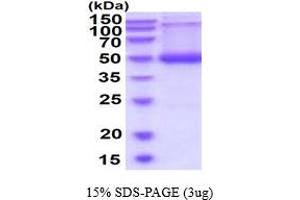 SDS-PAGE (SDS) image for serpin Peptidase Inhibitor, Clade A (Alpha-1 Antiproteinase, Antitrypsin), Member 9 (SERPINA9) (AA 26-418) protein (His tag) (ABIN6387915) (SERPINA9 Protein (AA 26-418) (His tag))