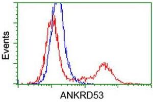 HEK293T cells transfected with either RC206701 overexpress plasmid (Red) or empty vector control plasmid (Blue) were immunostained by anti-ANKRD53 antibody (ABIN2454355), and then analyzed by flow cytometry. (ANKRD53 Antikörper  (AA 1-300))