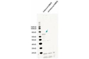 Western blot using  IgY fraction of anti-L1/ORF2 antibody shows detection of induced bacterially expressed human ORF2 (left lane). (L1/ORF2 (Internal Region) Antikörper)
