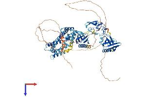 FGD4 Protein (AA 1-766) (His tag)