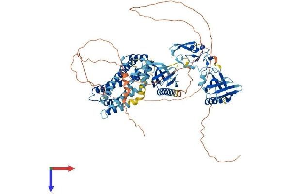 FGD4 Protein (AA 1-766) (His tag)
