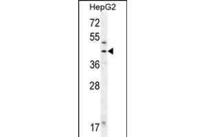 FAH Antibody (N-term) (ABIN655906 and ABIN2845306) western blot analysis in HepG2 cell line lysates (35 μg/lane).