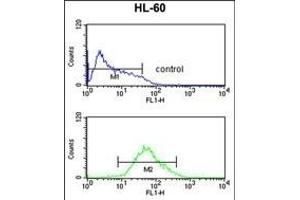 ADCY8 Antibody (Center) (ABIN652804 and ABIN2842527) flow cytometric analysis of HL-60 cells (bottom histogram) compared to a negative control cell (top histogram). (ADCY8 Antikörper  (AA 946-972))