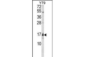 Western blot analysis of GADD45A Antibody (C-term) (ABIN650724 and ABIN2839408) in Y79 cell line lysates (35 μg/lane). (GADD45A Antikörper  (C-Term))