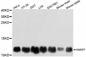 Western blot analysis of extracts of various cell lines, using SNRPF antibody. (SNRPF Antikörper)