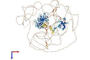 ARID5B Protein (AA 1-1188) (His tag)