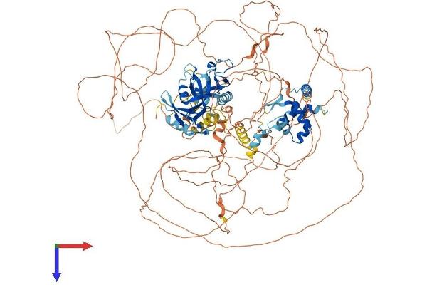 ARID5B Protein (AA 1-1188) (His tag)
