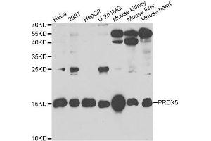 Western blot analysis of extracts of various cell lines, using PRDX5 antibody. (Peroxiredoxin 5 Antikörper  (AA 53-214))