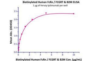 Binding Studies (Bind) image for neonatal Fc Receptor (FcRn) (AA 24-297) (Active) protein (His tag,Strep Tag,AVI tag,Biotin) (ABIN2870550)
