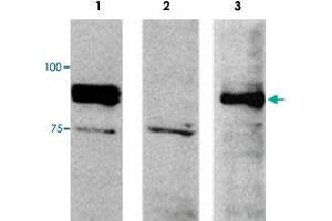 Western blot analysis of extracts from NIH/3T3 (mouse, lane 1), 3Y1E (rat lane 2) and DU145 (human lane 3) cells using FAM129B polyclonal antibody . (MEG3 Antikörper)