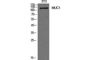 Western Blot (WB) analysis of NIH-3T3 cells using Mucin 1 Polyclonal Antibody. (MUC1 Antikörper  (Internal Region))