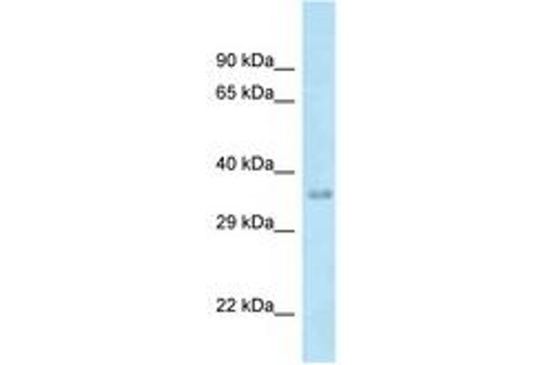 MTFR1 anticorps  (AA 199-248)
