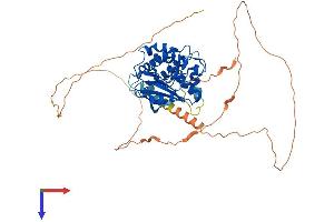 CAMKV Protein (AA 1-512) (His tag)